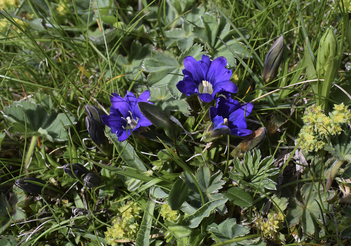 Изображение особи Gentiana pyrenaica.