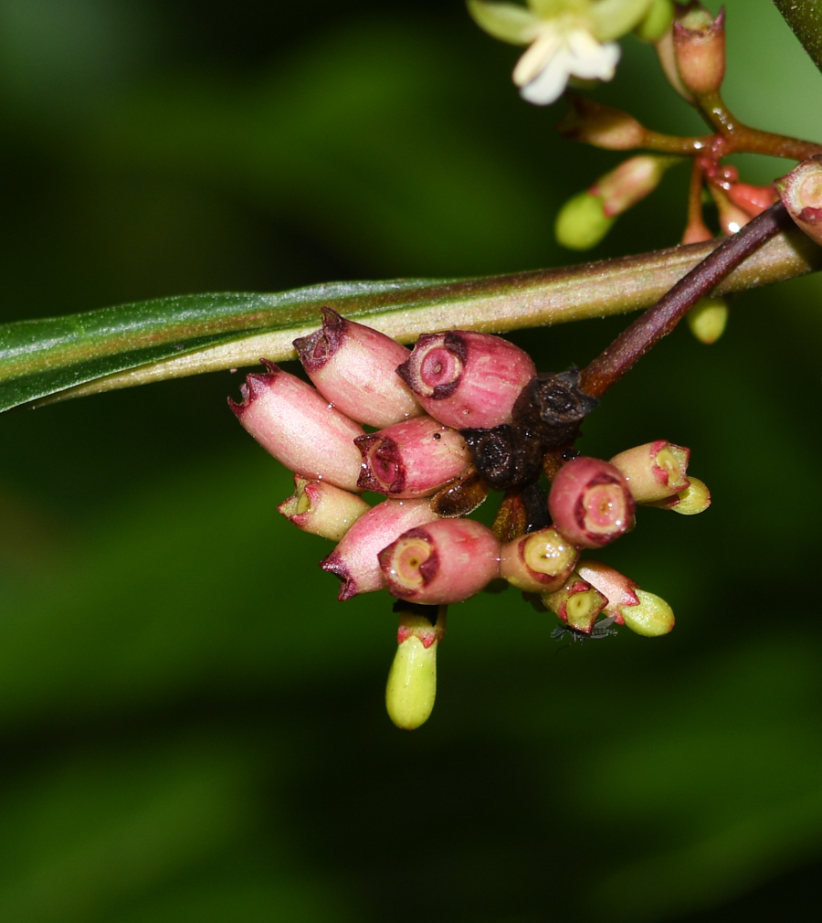 Image of Hoffmannia obovata specimen.