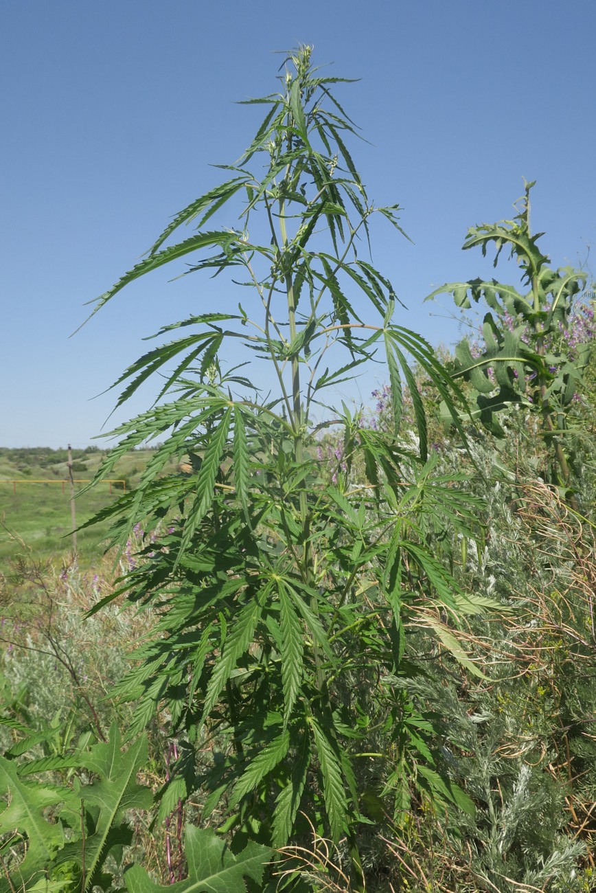 Image of Cannabis sativa specimen.