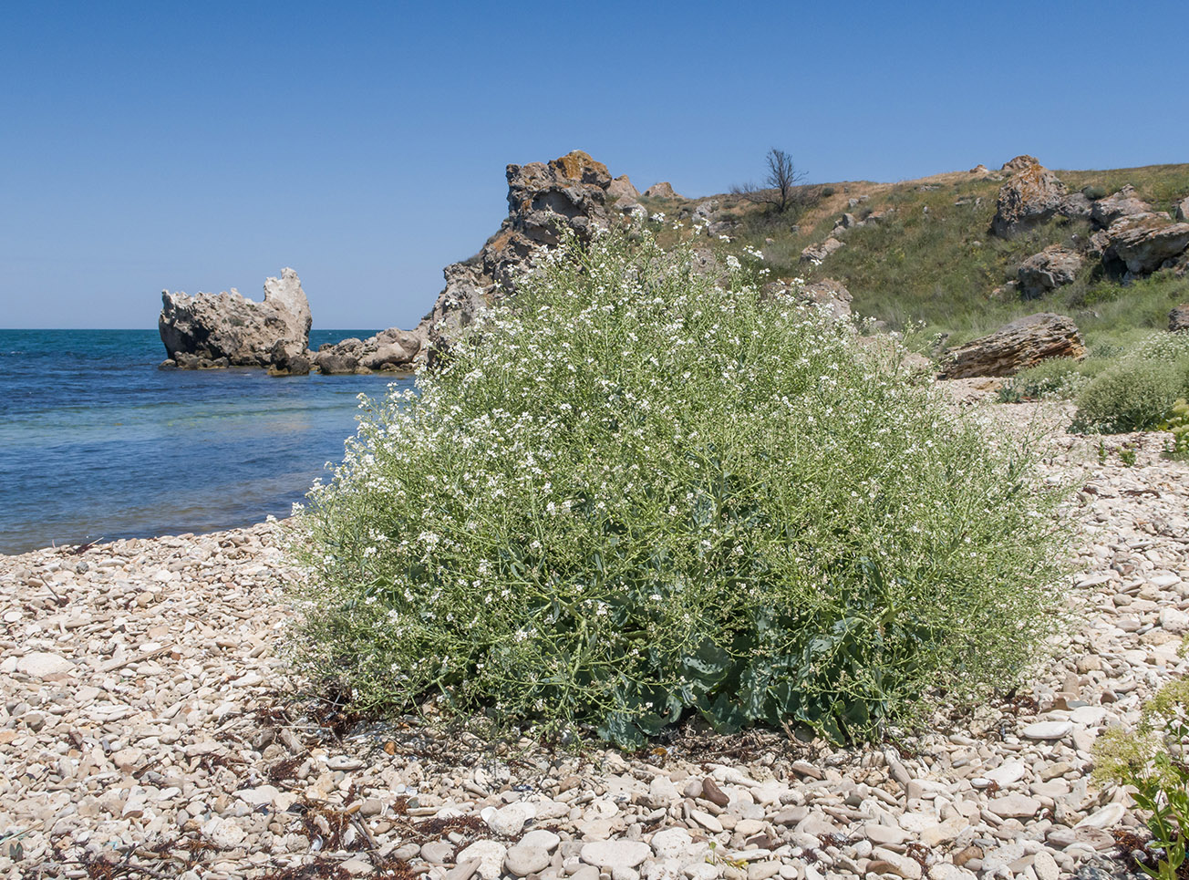 Image of genus Crambe specimen.