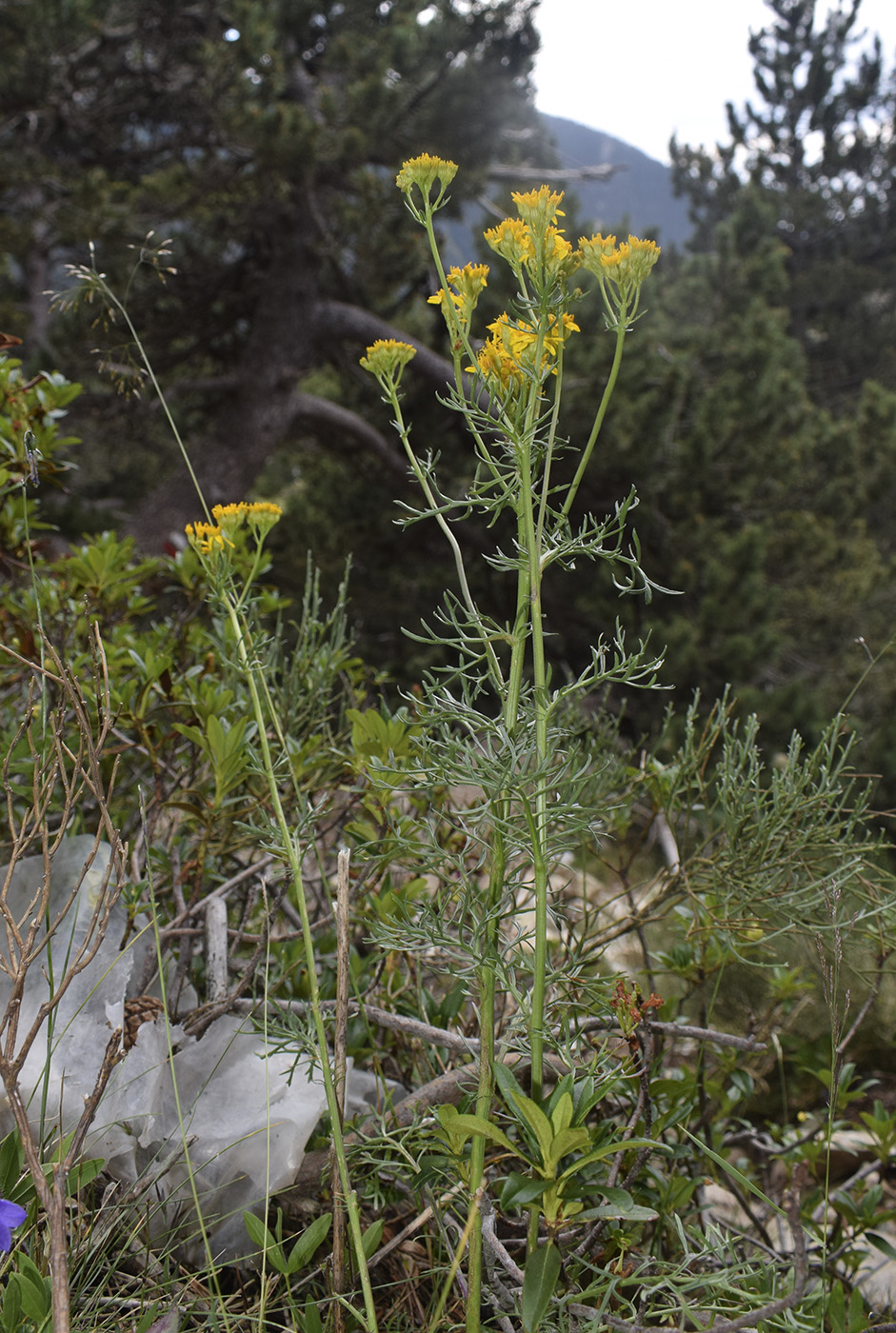 Изображение особи Senecio adonidifolius.