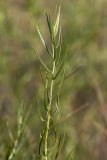 Artemisia dracunculus