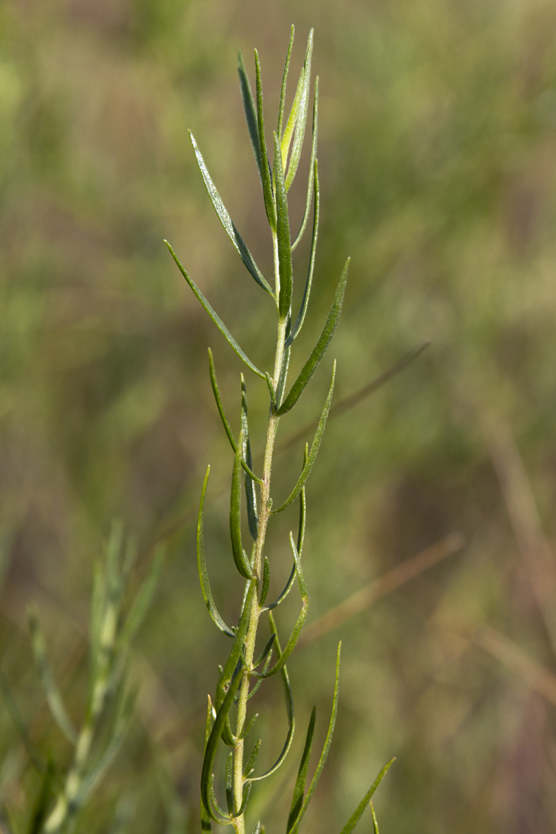 Изображение особи Artemisia dracunculus.