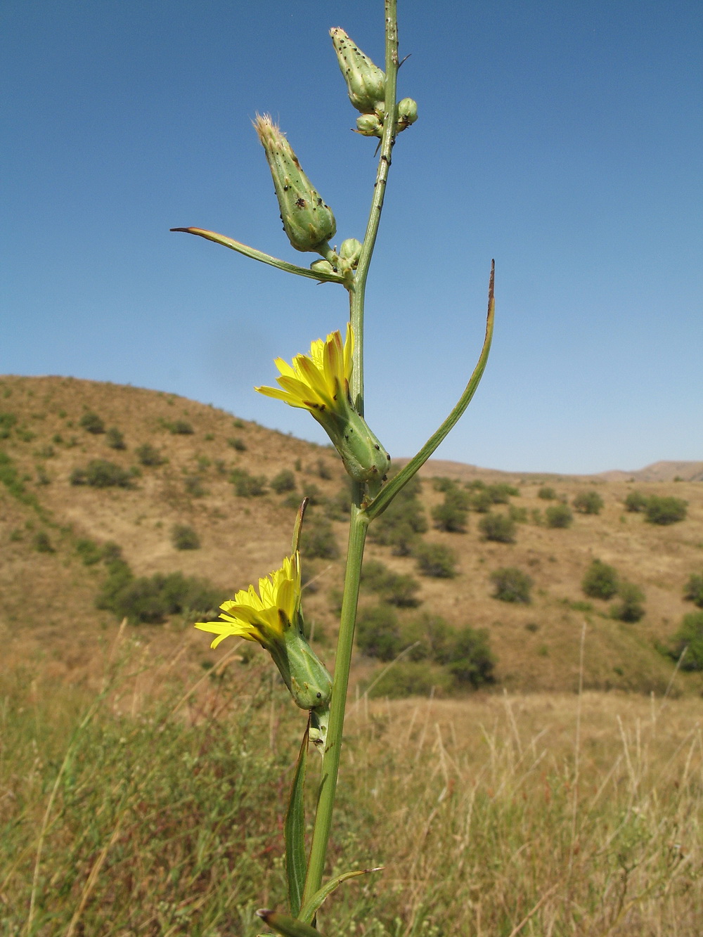 Image of Scorzonera franchetii specimen.