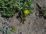 Taraxacum acricorne