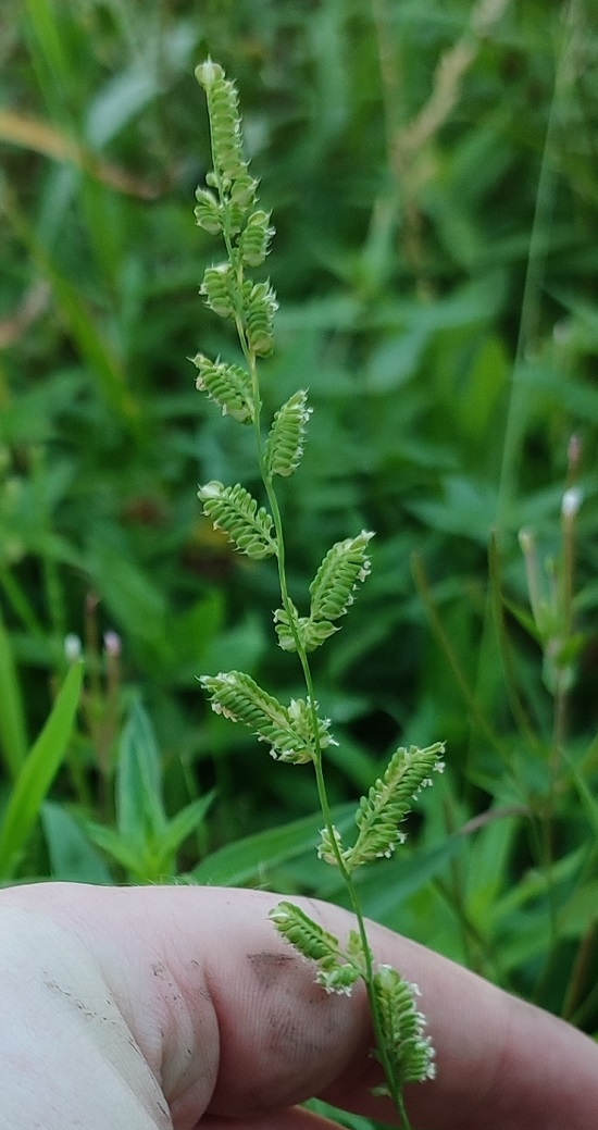 Image of Beckmannia syzigachne specimen.