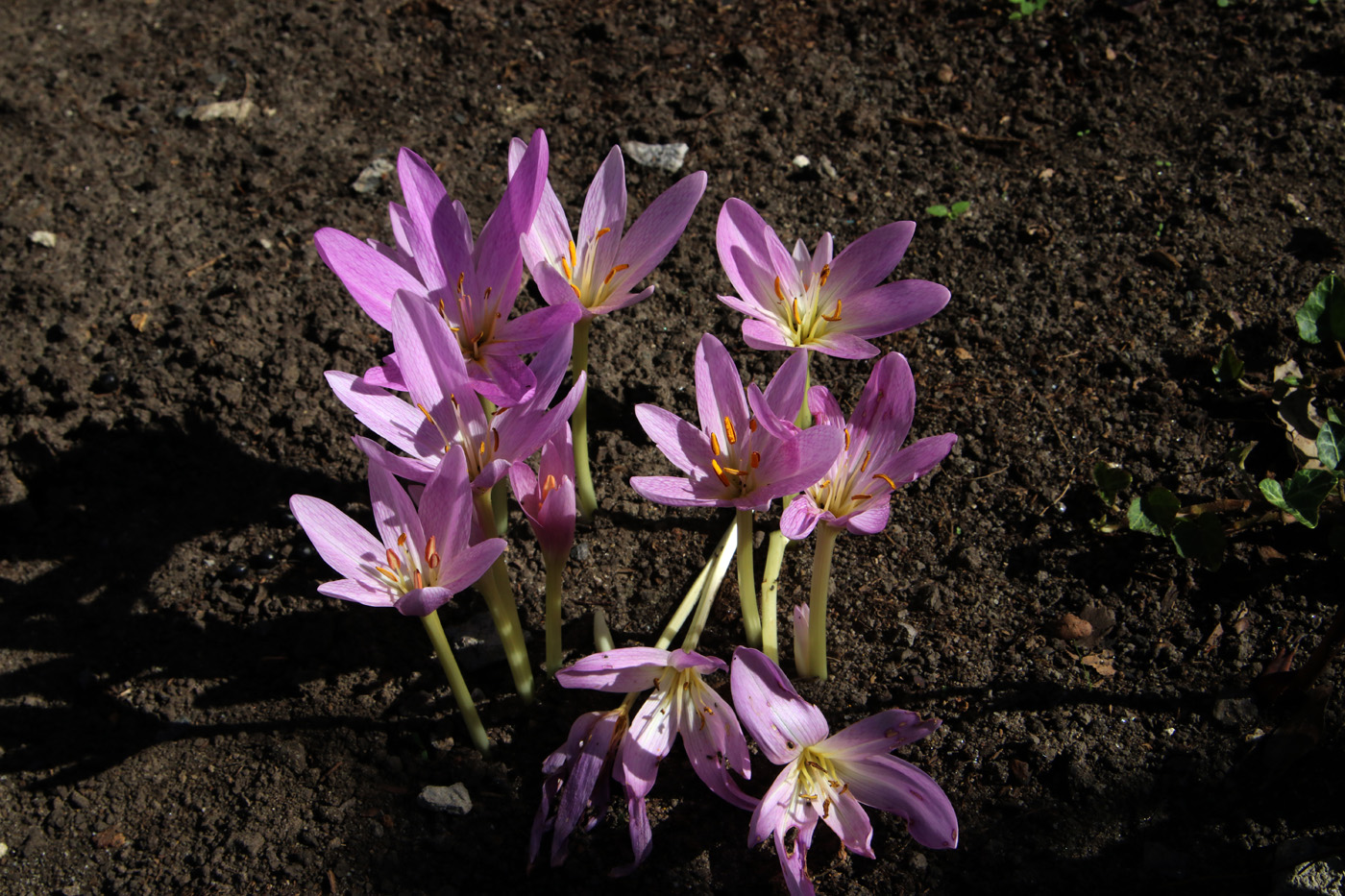 Изображение особи Colchicum speciosum.