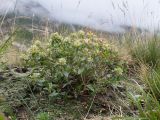 Thymus nummularius