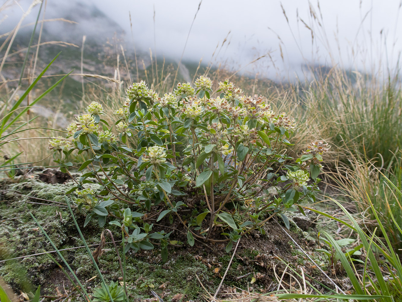 Изображение особи Thymus nummularius.