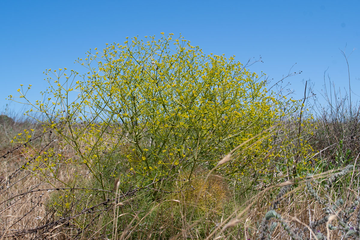 Image of Bilacunaria boissieri specimen.