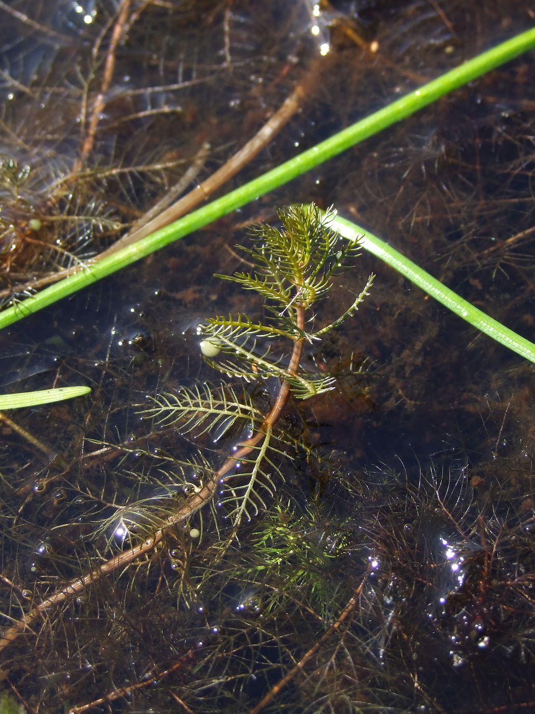 Image of Myriophyllum verticillatum specimen.