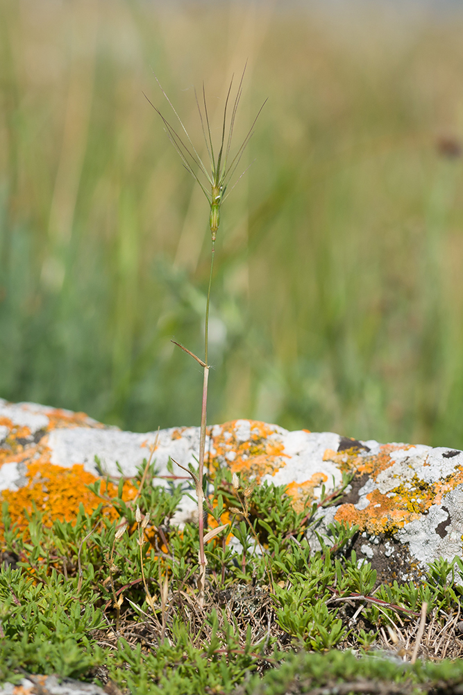 Изображение особи Aegilops biuncialis.