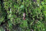 Dicranum scoparium. Вегетирующие растения на стволе старой Betula. Тульская обл., окр. пос. Дубна, лиственный лес Темирёво, на склоне оврага. 21.11.2021.