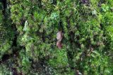 Dicranum scoparium. Вегетирующие растения на стволе старой Betula. Тульская обл., окр. пос. Дубна, лиственный лес Темирёво, на склоне оврага. 21.11.2021.