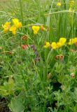 Lotus caucasicus