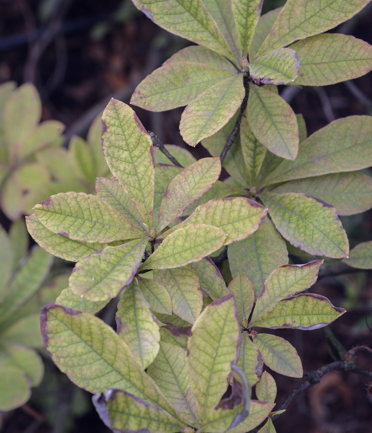 Изображение особи Rhododendron molle ssp. japonicum.