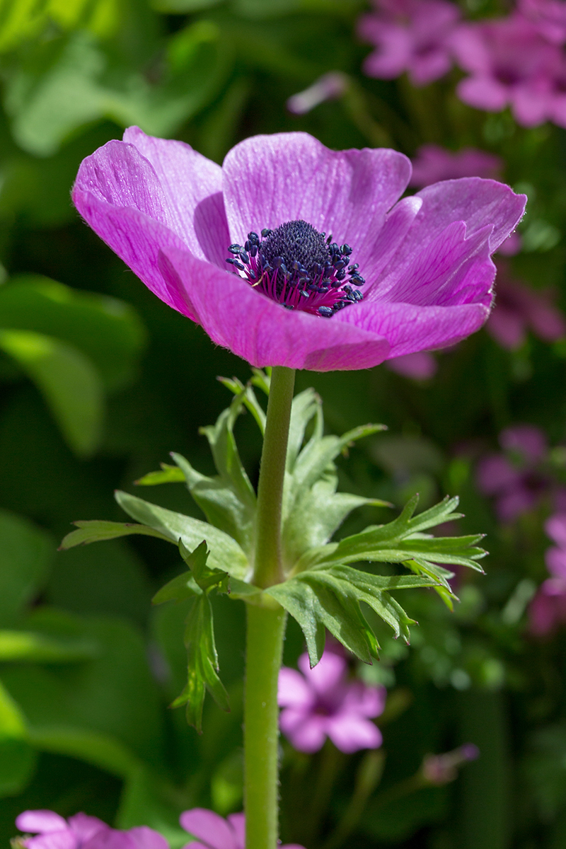 Изображение особи Anemone coronaria.