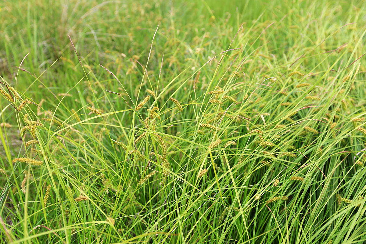 Image of Carex vesicata specimen.