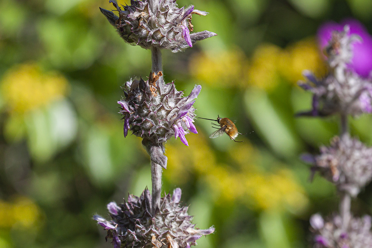 Image of genus Stachys specimen.