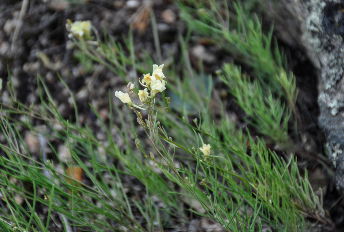Image of Linaria altaica specimen.