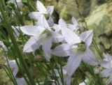 Campanula sarmatica. Цветки с питающимися и спаривающимися жуками. Северная Осетия, Пригородный р-н, хр. Хошхаранраг, ок. 1500 м н.у.м., скальный выход. 14.06.2021.