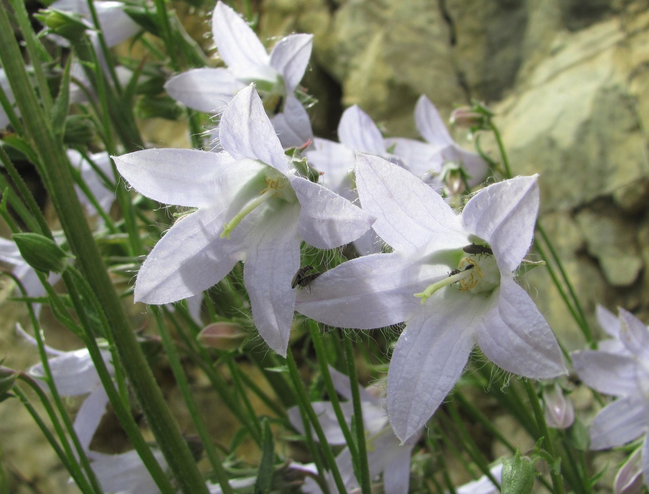 Image of Campanula sarmatica specimen.