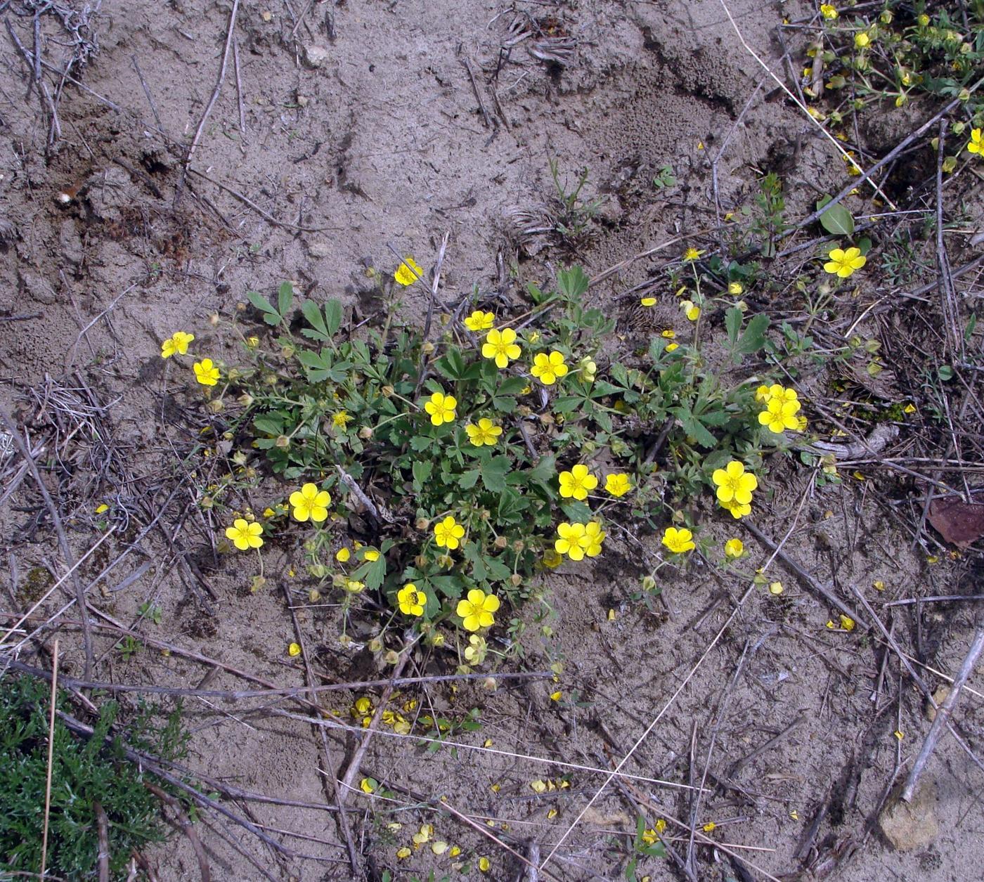 Image of genus Potentilla specimen.