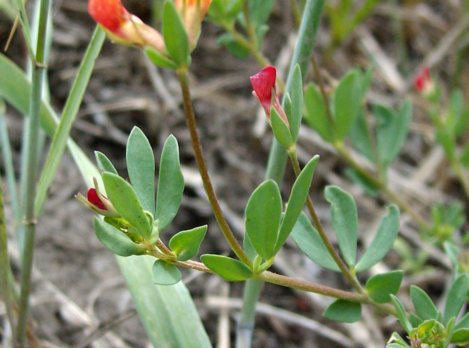 Image of Lotus sergievskiae specimen.