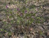 Lathyrus vernus. Цветущее растение. Пермский край, Кунгурский р-н, окр. с. Плехановское, восточнее ур. Спасская гора, липовая роща. 07.05.2022.