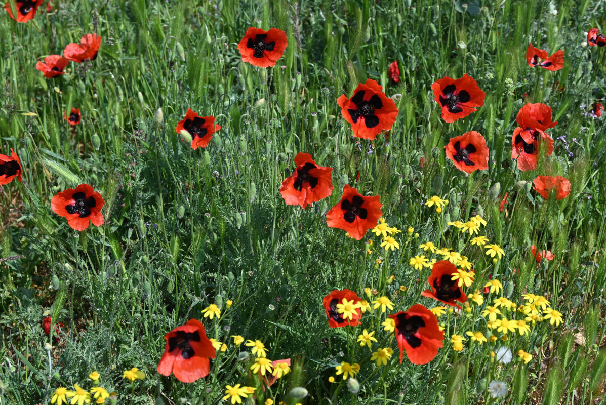 Изображение особи род Papaver.