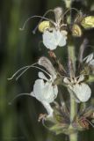 Salvia austriaca