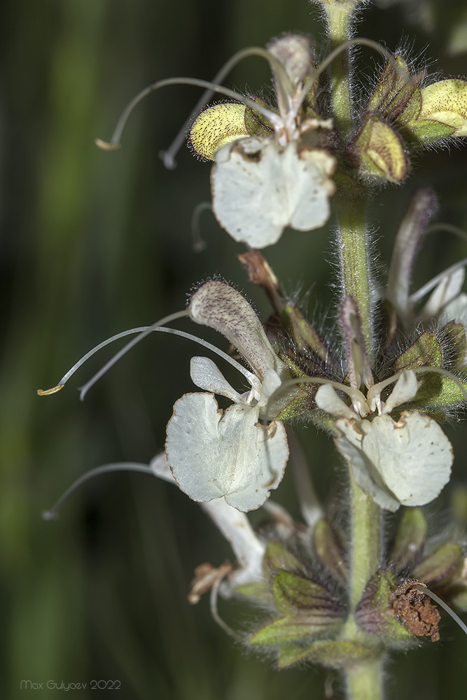 Image of Salvia austriaca specimen.