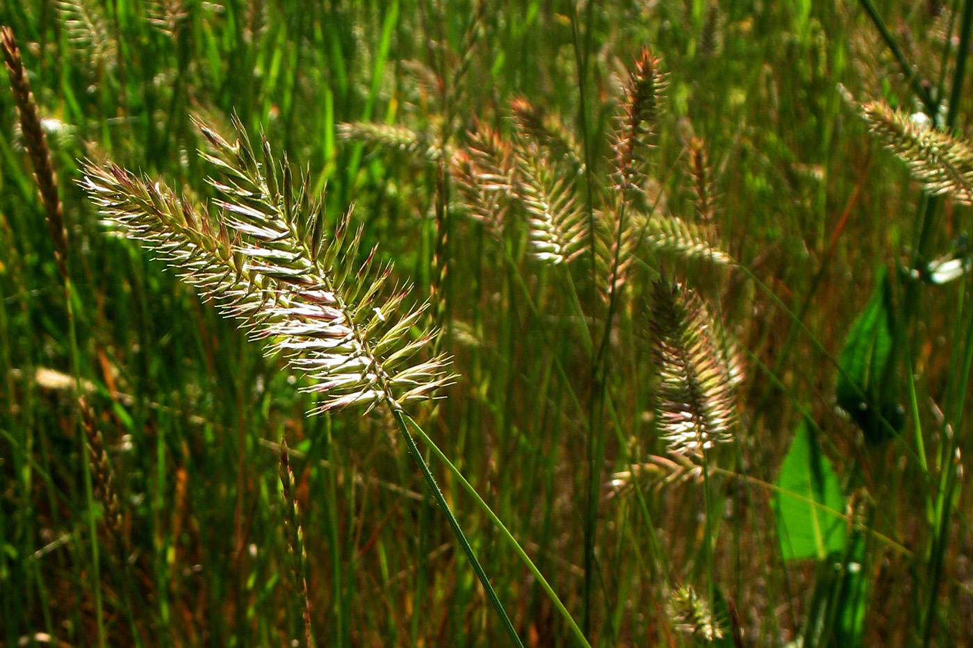 Изображение особи Agropyron pectinatum.