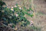 Lantana camara