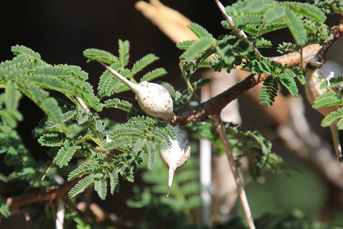 Image of familia Fabaceae specimen.