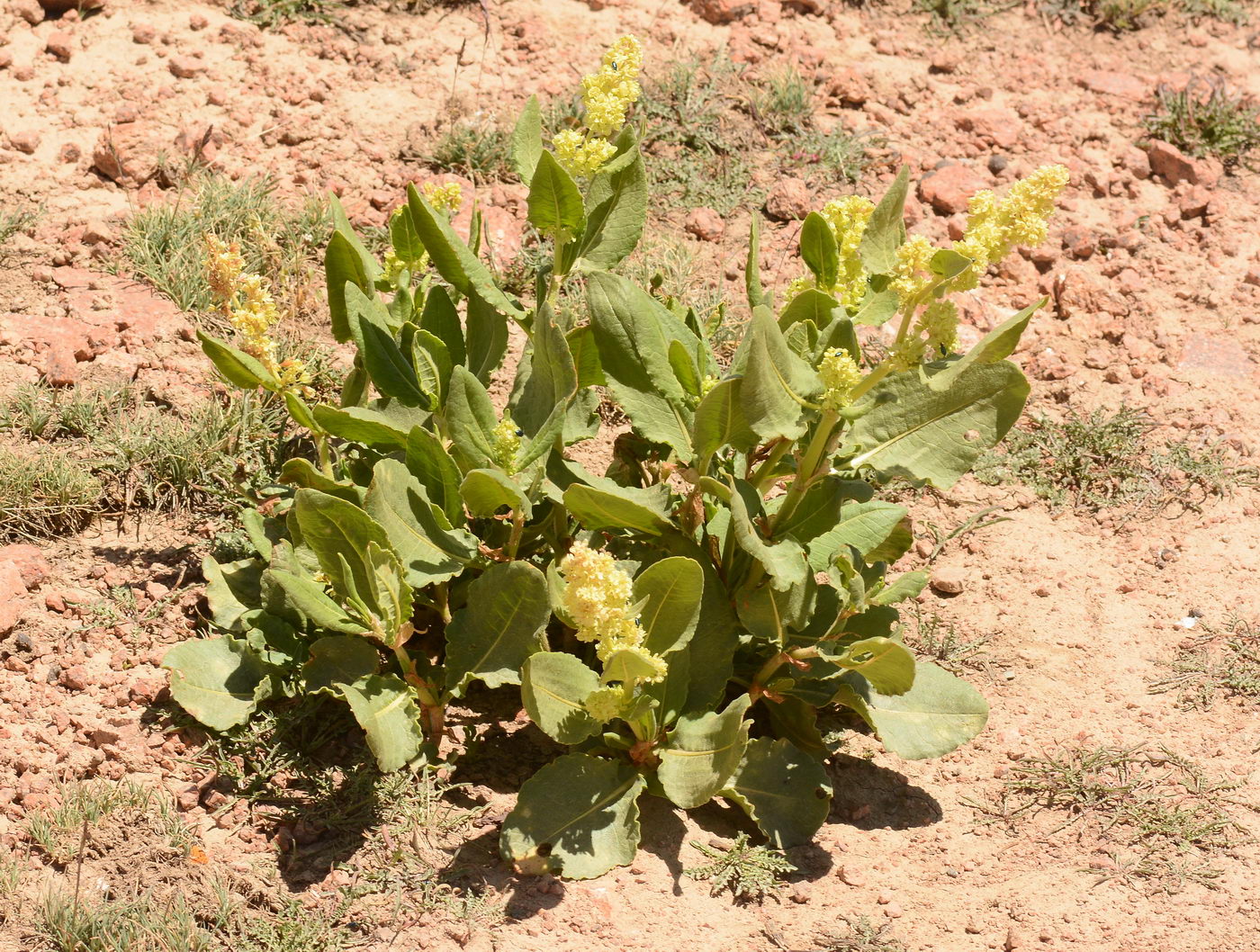 Изображение особи Aconogonon hissaricum.