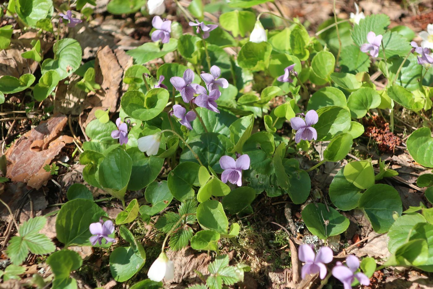 Image of Viola epipsila specimen.