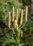 Diphasiastrum complanatum. Веточки со стробилами. Марий Эл, Звениговский р-н, Кокшайск, сосновый лес. 16.08.2022.