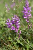 Polygala major