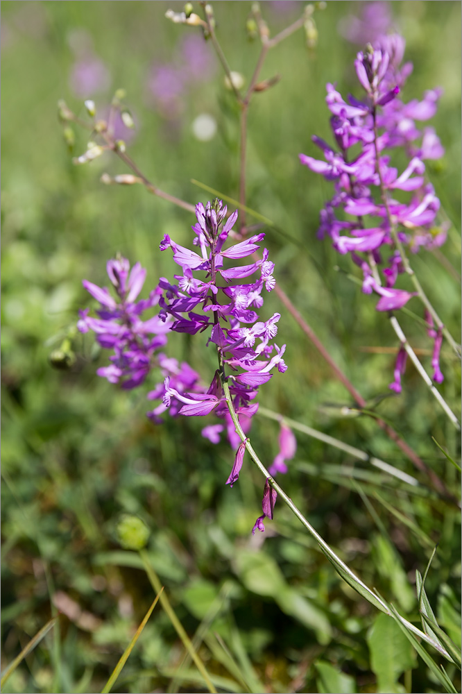 Image of Polygala major specimen.