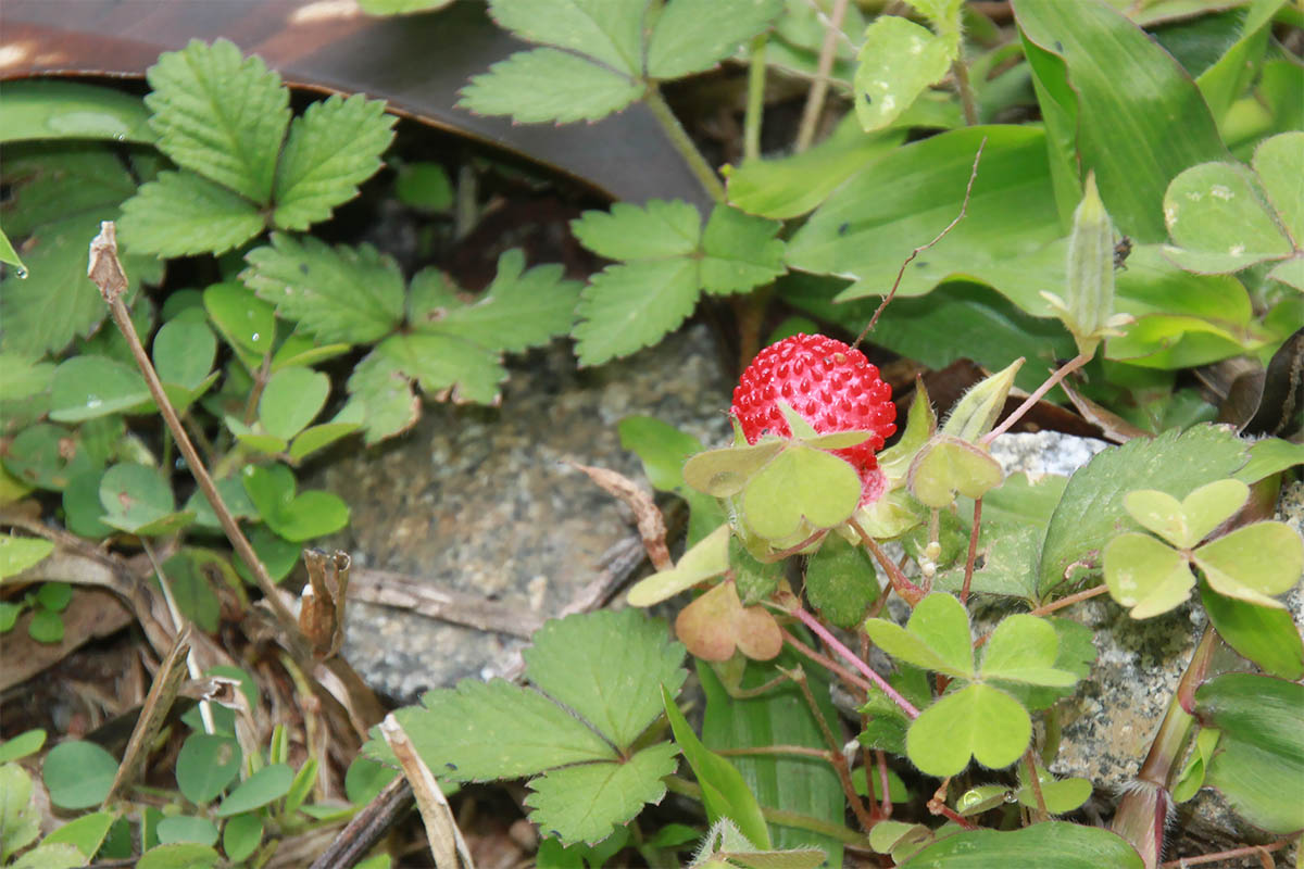 Изображение особи Duchesnea indica.