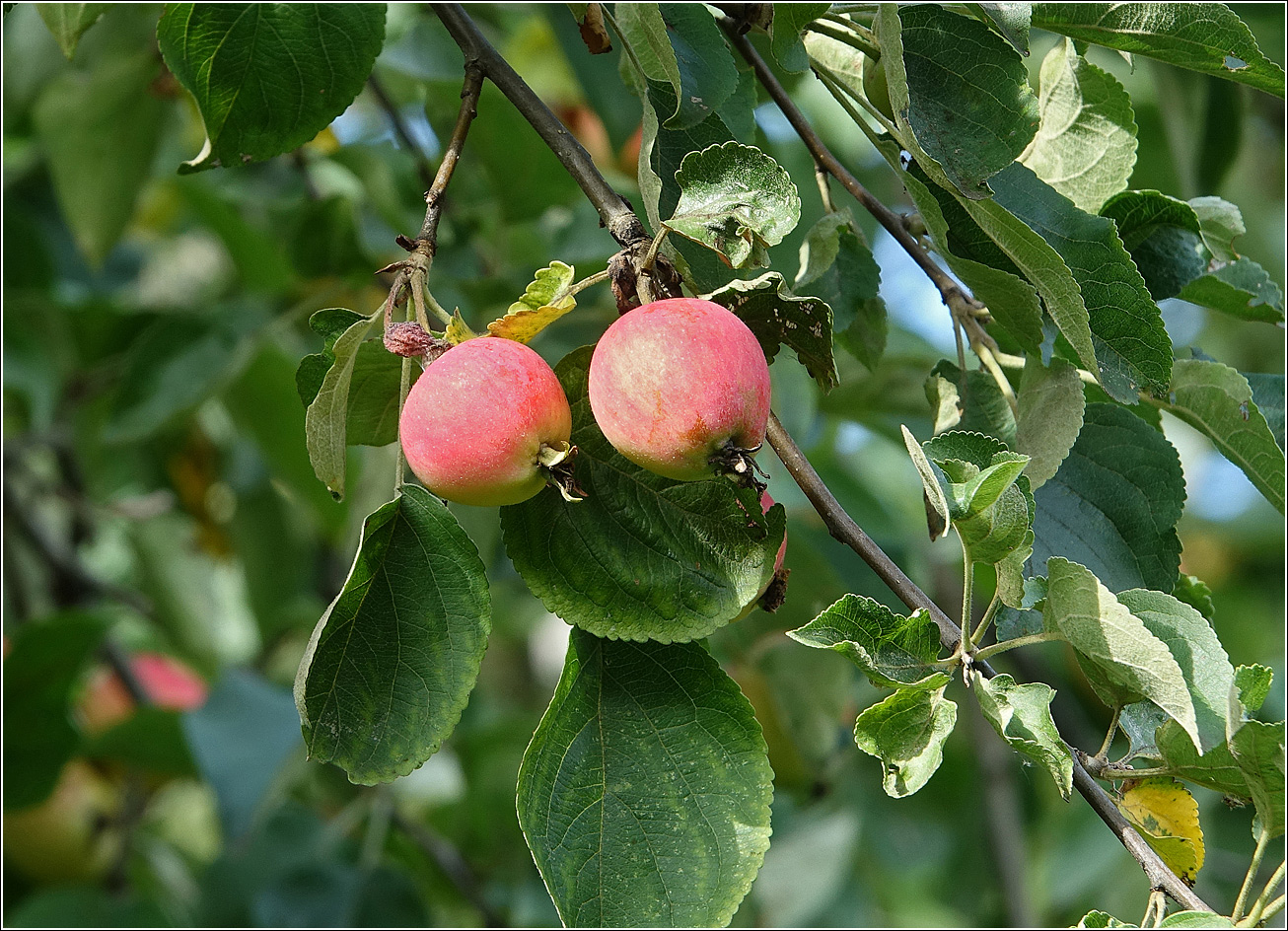 Изображение особи Malus prunifolia.