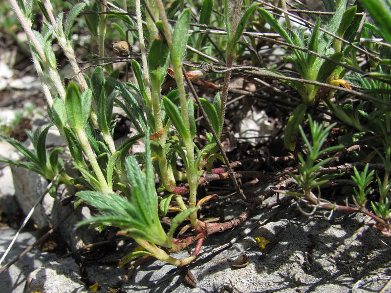 Image of Helianthemum orientale specimen.