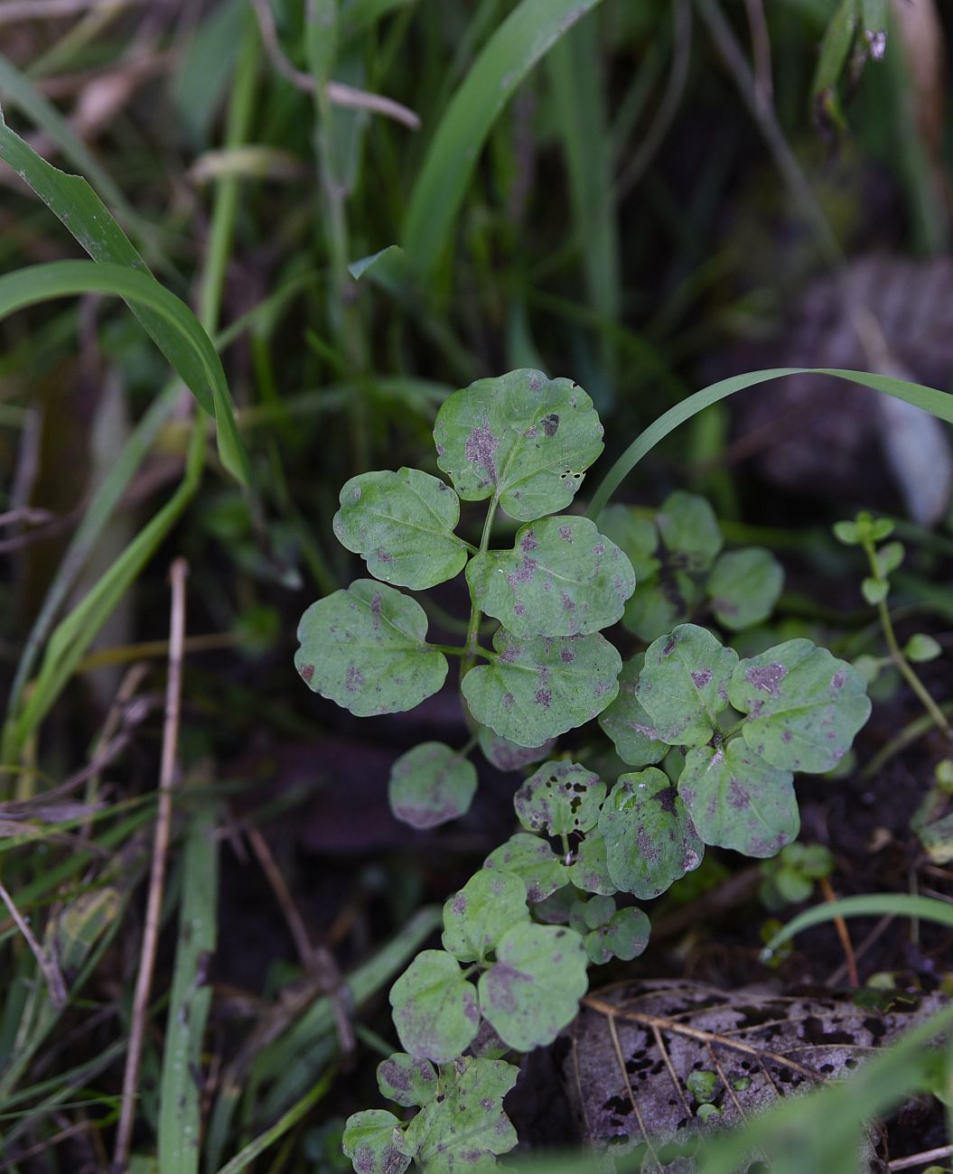 Изображение особи Cardamine amara.