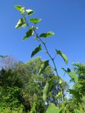 Aristolochia clematitis