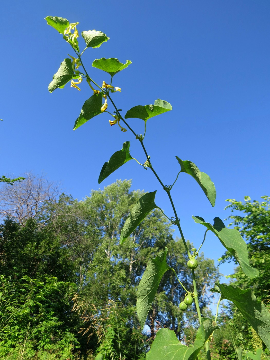 Изображение особи Aristolochia clematitis.