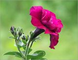 Petunia &times; atkinsiana