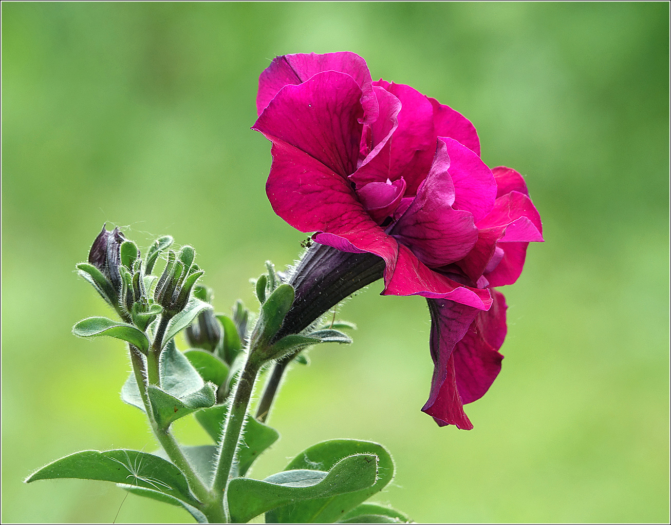 Изображение особи Petunia &times; hybrida.