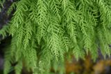 Woodsia caucasica