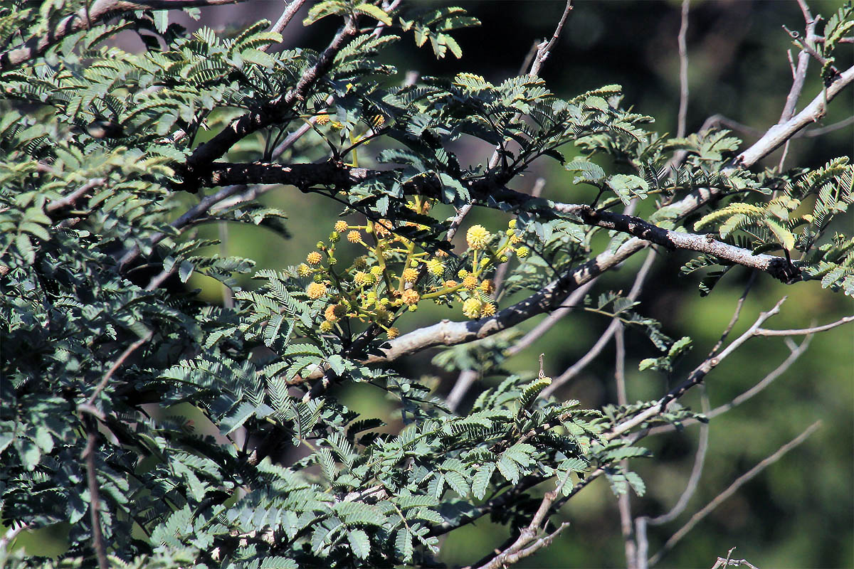 Image of genus Acacia specimen.